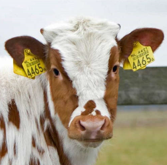兴牛网应用于肉牛产业的作用与示范（兴安盟）